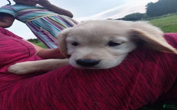 Golden Retriever dogs for sale: Prairie - Image 7