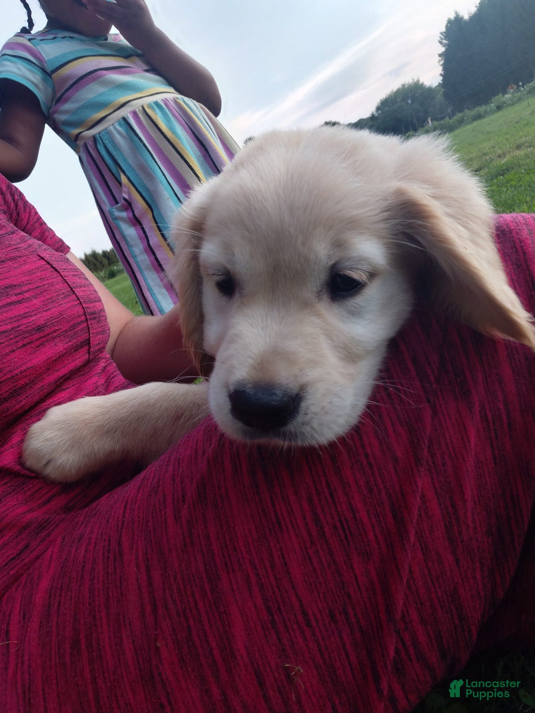 Golden Retriever dogs for sale: Prairie - Image 7