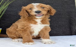 Goldendoodle dogs for sale: Mikey - Image 29