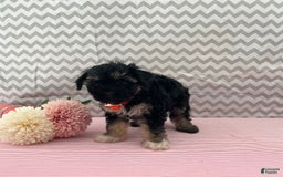 Yorkiepoo dogs for sale: Mariah - Image 4