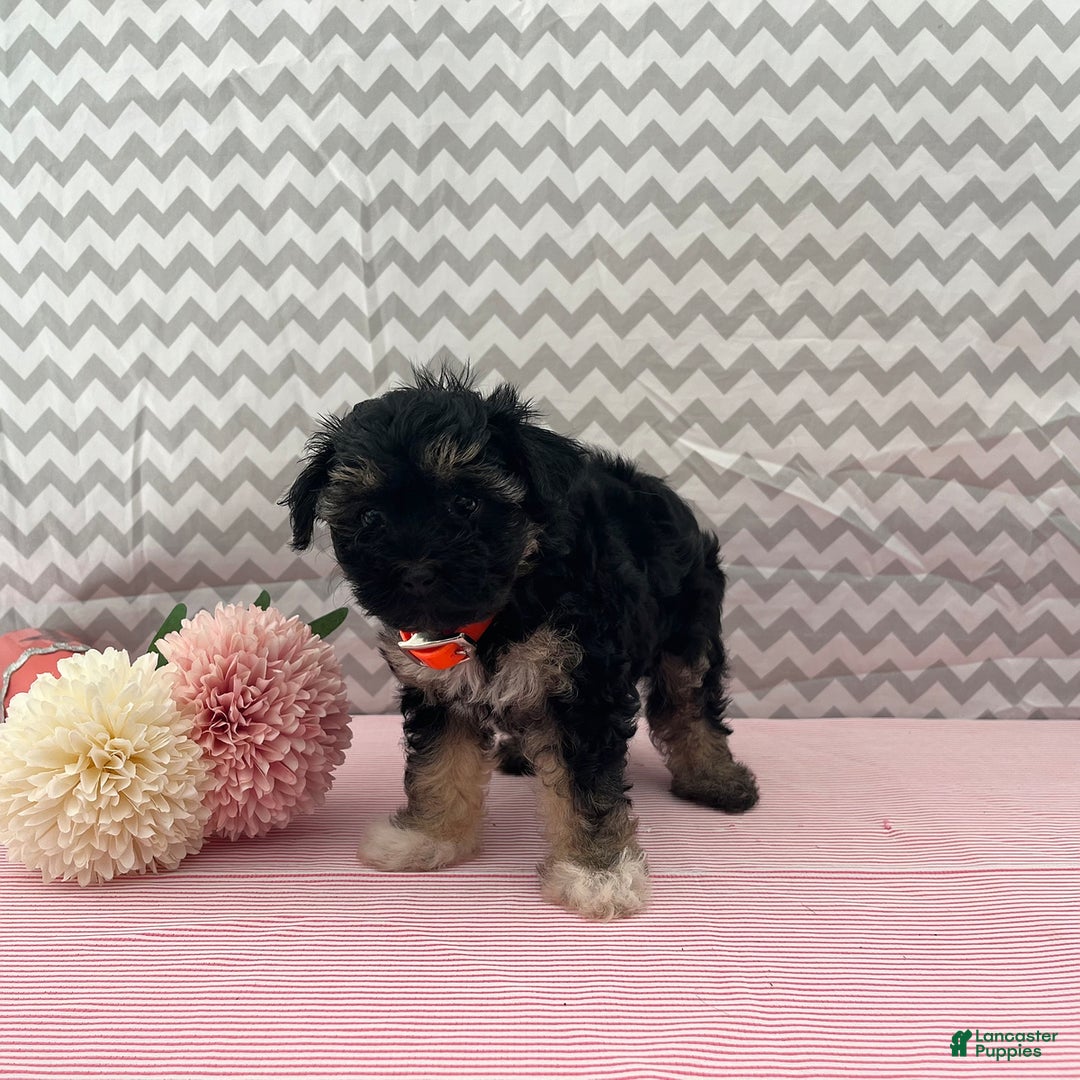 Yorkiepoo dogs for sale: Mariah - Image 4