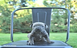 Cane Corso dogs for sale: Drake - Image 4