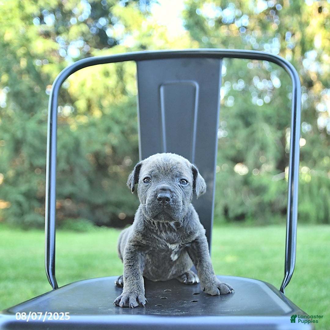 Cane Corso dogs for sale: Drake - Image 4