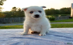 Pomsky dogs for sale: Tucker - Image 4
