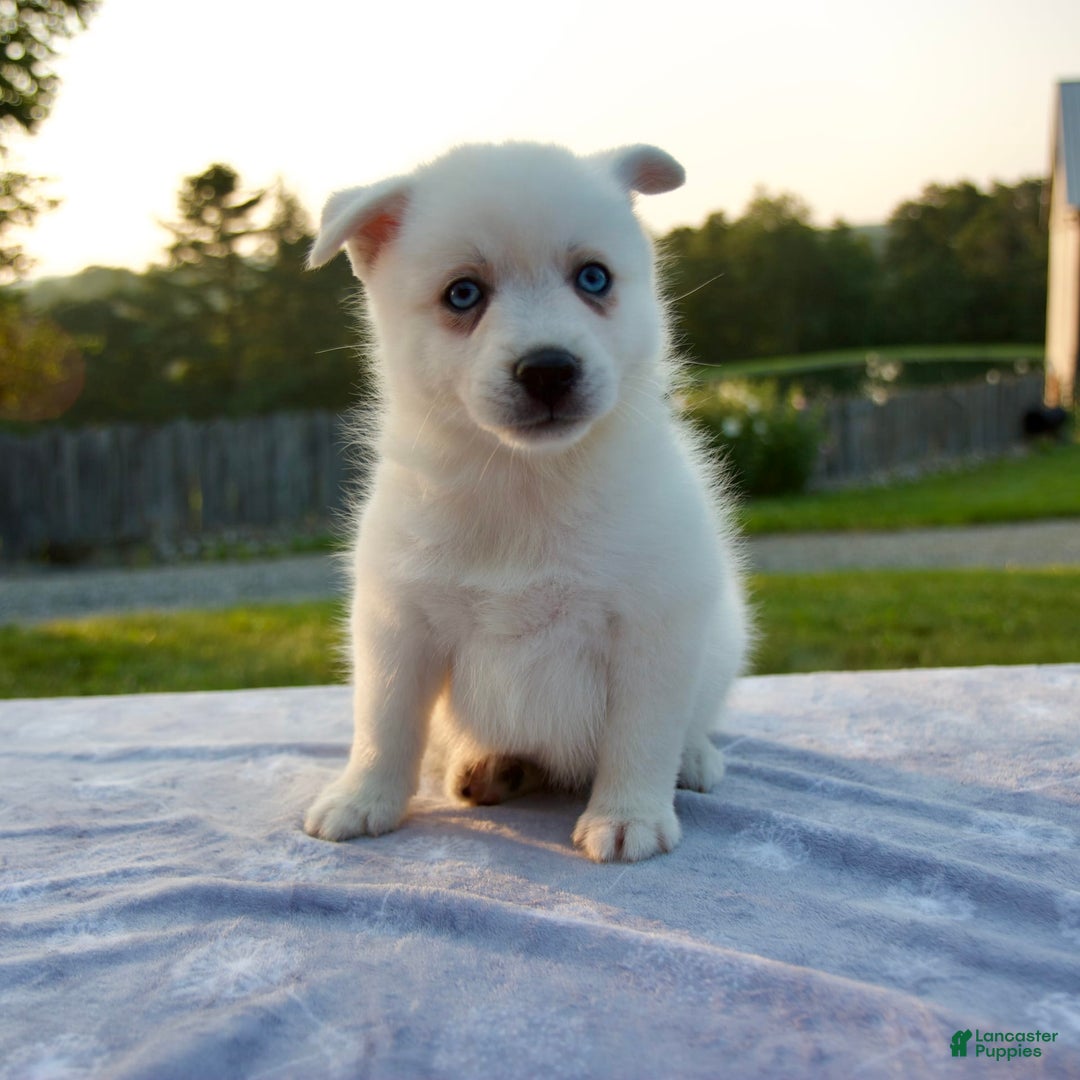 Pomsky dogs for sale: Tucker - Image 4