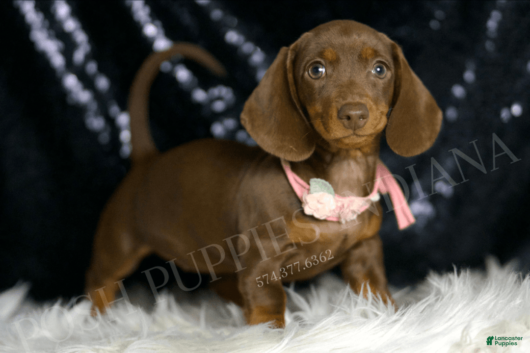 Miniature Dachshund dogs for sale: Shaylee - Image 5