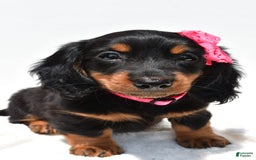 Miniature Dachshund dogs for sale: Luna - Image 4