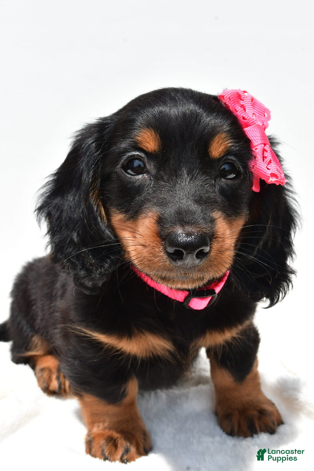 Miniature Dachshund dogs for sale: Luna - Image 4