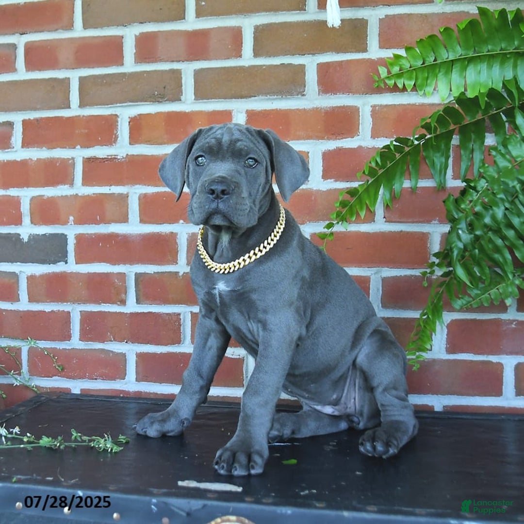 Cane Corso dogs for sale: Rosa - Image 3