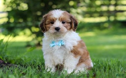 Shihpoo dogs for sale: Grady - Image 2