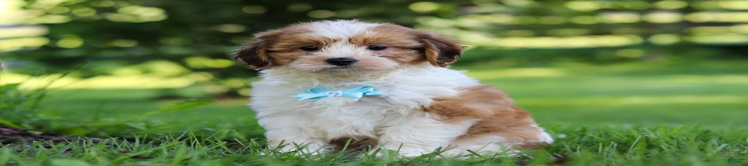 Grady