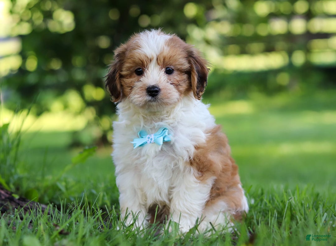 Shihpoo dogs for sale: Grady - Image 2
