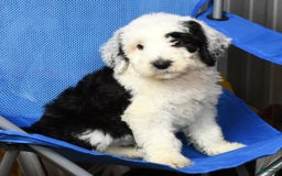 Sheepadoodle dogs for sale: Sammy - Image 1