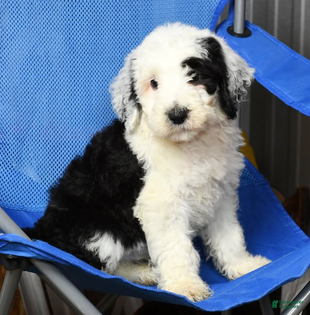Sheepadoodle dogs for sale: Sammy - Image 1