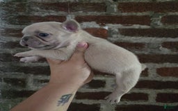French Bulldog dogs for sale: Daisy - Image 14