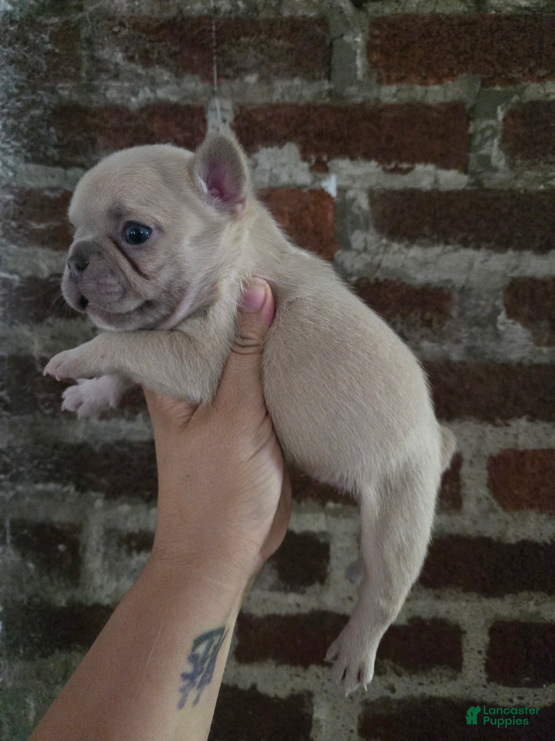 French Bulldog dogs for sale: Daisy - Image 14