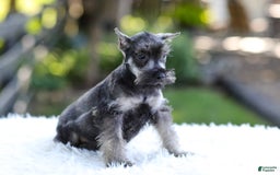 Miniature Schnauzer dogs for sale: Austin - Image 6