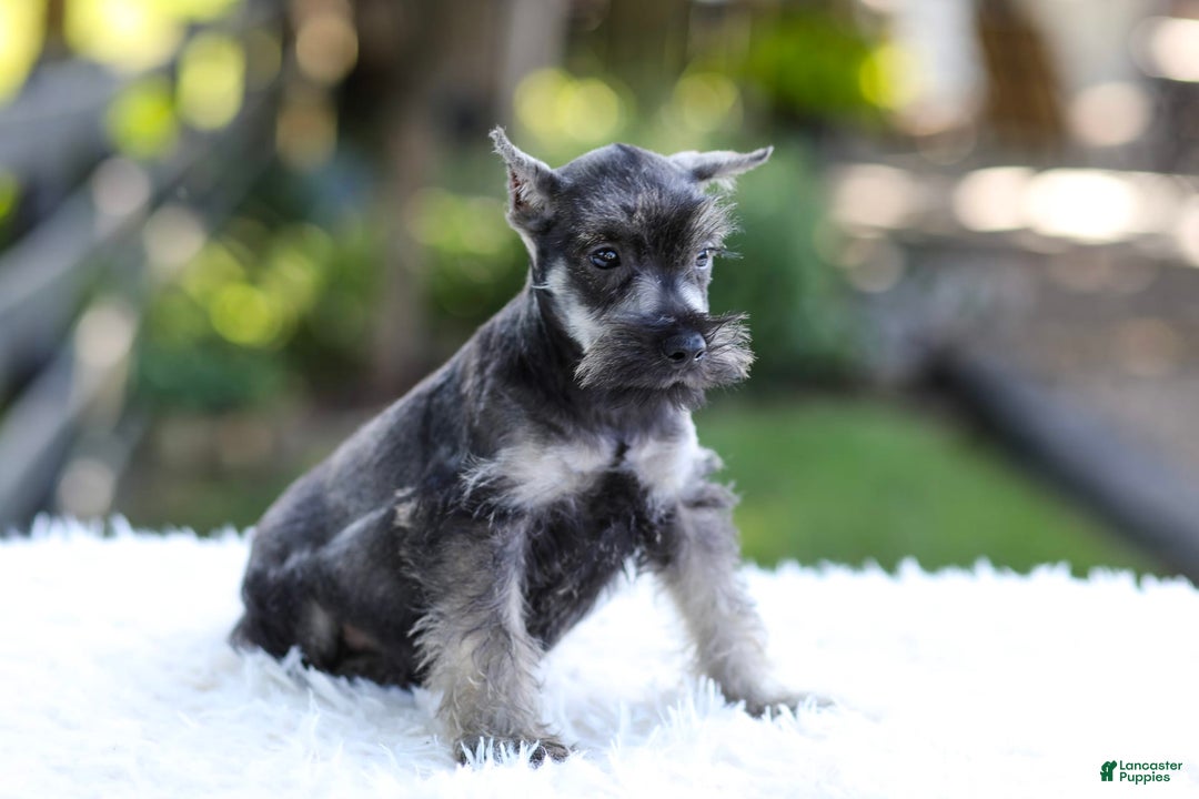 Miniature Schnauzer dogs for sale: Austin - Image 6