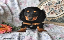 Miniature Dachshund dogs for sale: Troy - Image 3