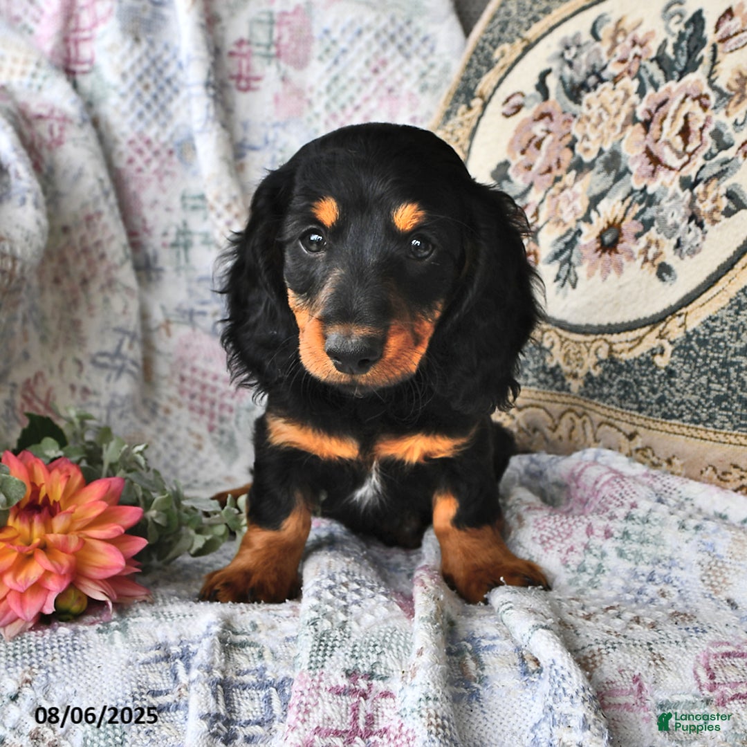 Miniature Dachshund dogs for sale: Troy - Image 3