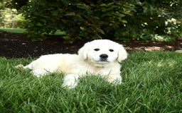 Golden Retriever dogs for sale: Cooper - Image 3
