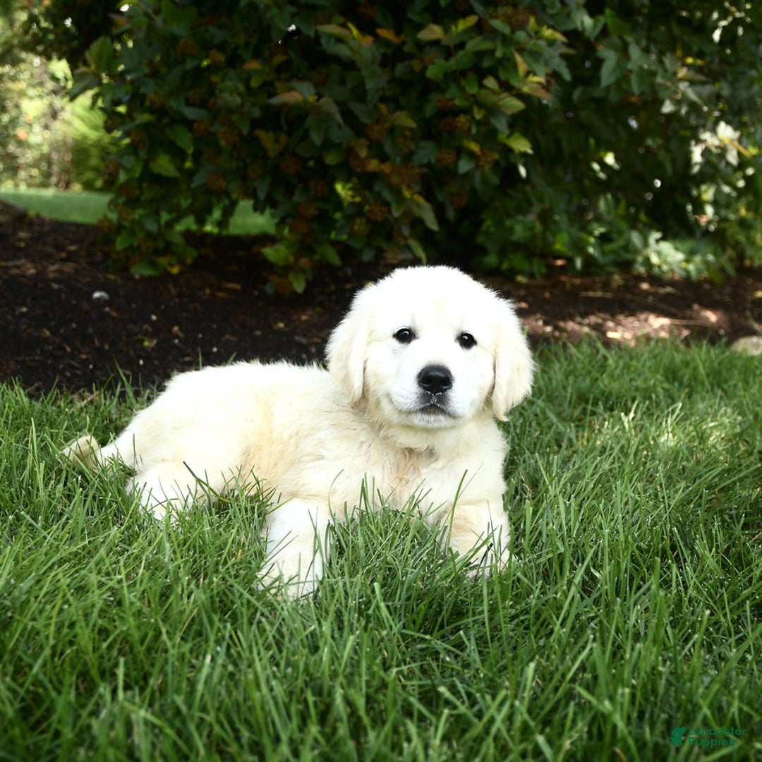 Golden Retriever dogs for sale: Cooper - Image 3