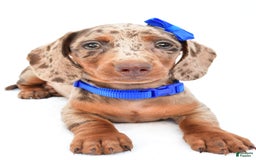 Miniature Dachshund dogs for sale: Griffin - Image 5