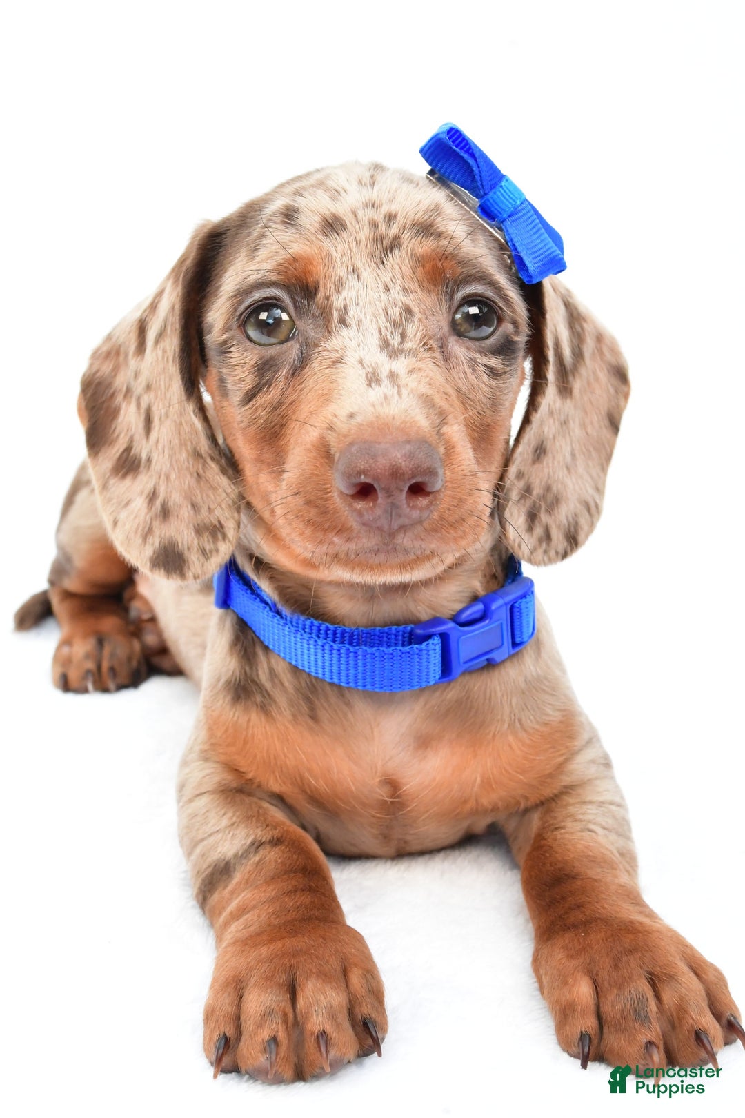 Miniature Dachshund dogs for sale: Griffin - Image 5