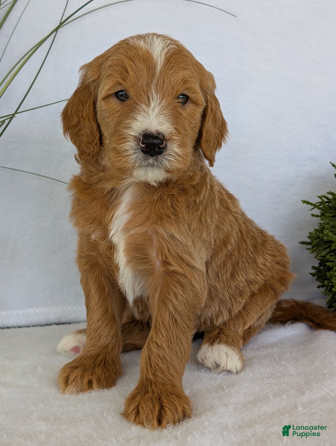 Goldendoodle dogs for sale: Parker - Image 22