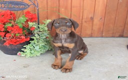 Doberman Pinscher dogs for sale: Dante - Image 2