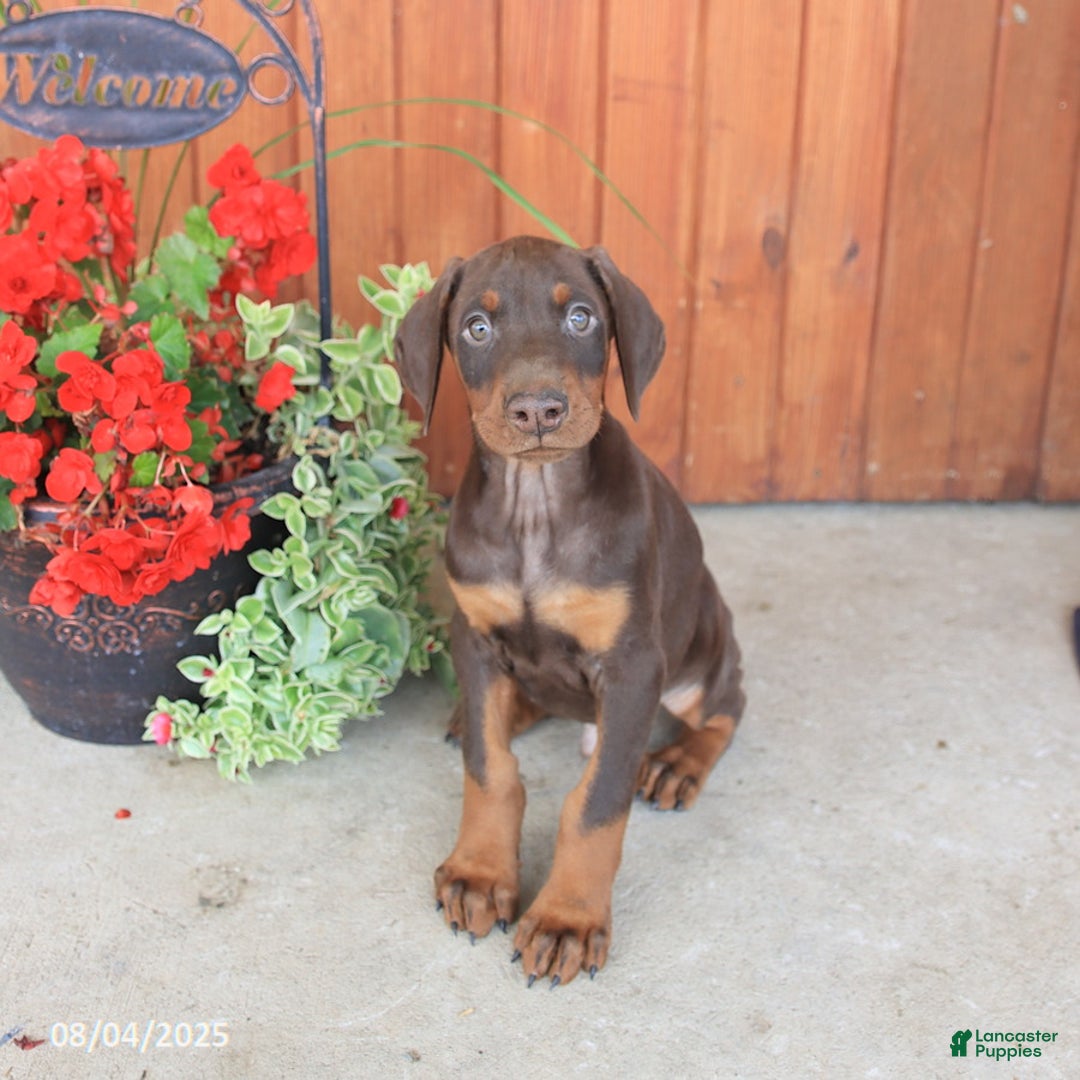 Doberman Pinscher dogs for sale: Dante - Image 2