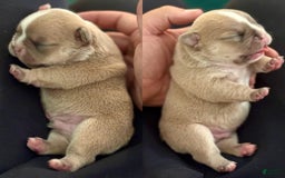 French Bulldog dogs for sale: Crown - Image 2