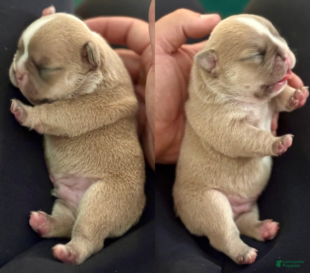 French Bulldog dogs for sale: Crown - Image 2