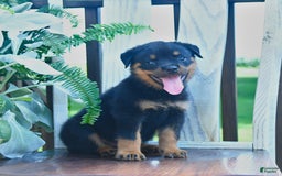Rottweiler dogs for sale: Patrick - Image 5