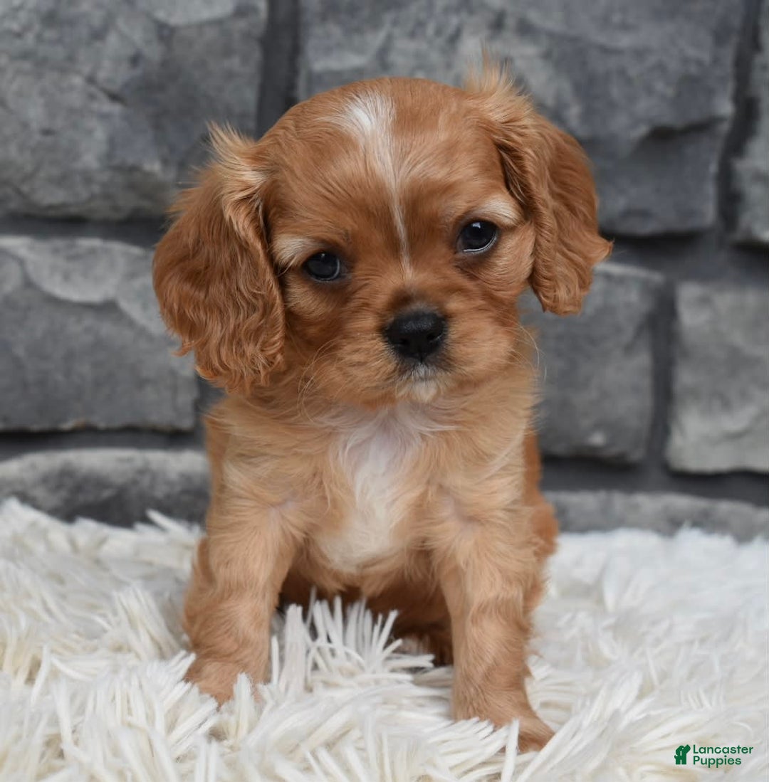 Cavalier King Charles Spaniel dogs for sale: Blaze - Image 4
