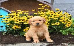 Golden Retriever dogs for sale: Frodo - Image 2