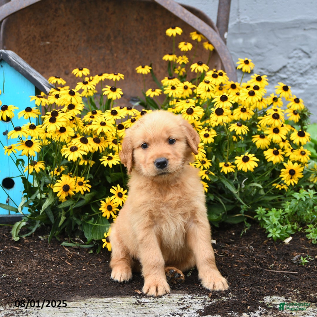Golden Retriever dogs for sale: Frodo - Image 2