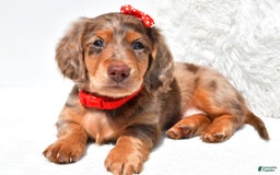 Dachshund dogs for sale: Kody - Image 1
