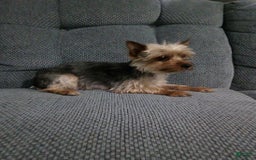 Yorkshire Terrier dogs for sale: Annabelle - Image 10