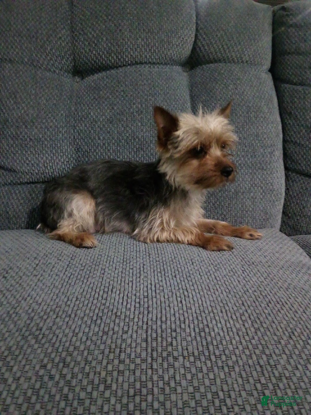 Yorkshire Terrier dogs for sale: Annabelle - Image 10