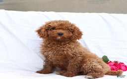 Cavapoo dogs for sale: Griffin - Image 6