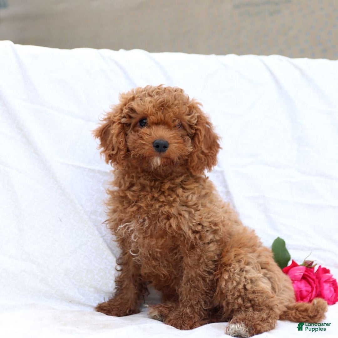 Cavapoo dogs for sale: Griffin - Image 6