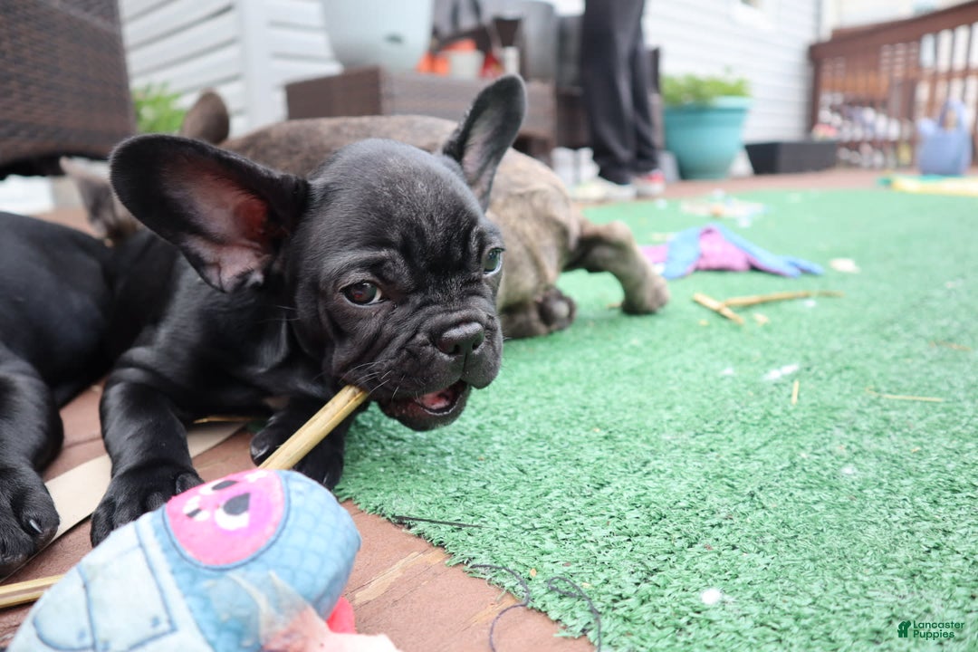 French Bulldog dogs for sale: Tiny - Image 1