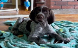 German Wirehaired Pointer dogs for sale: Panzer - Image 2