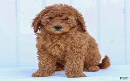 Miniature Poodle dogs for sale: Colette - Image 14