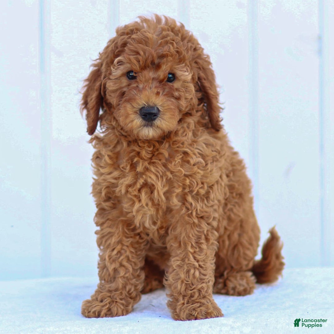 Miniature Poodle dogs for sale: Colette - Image 14