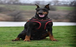 Doberman Pinscher dogs for sale: Cuco - Image 4
