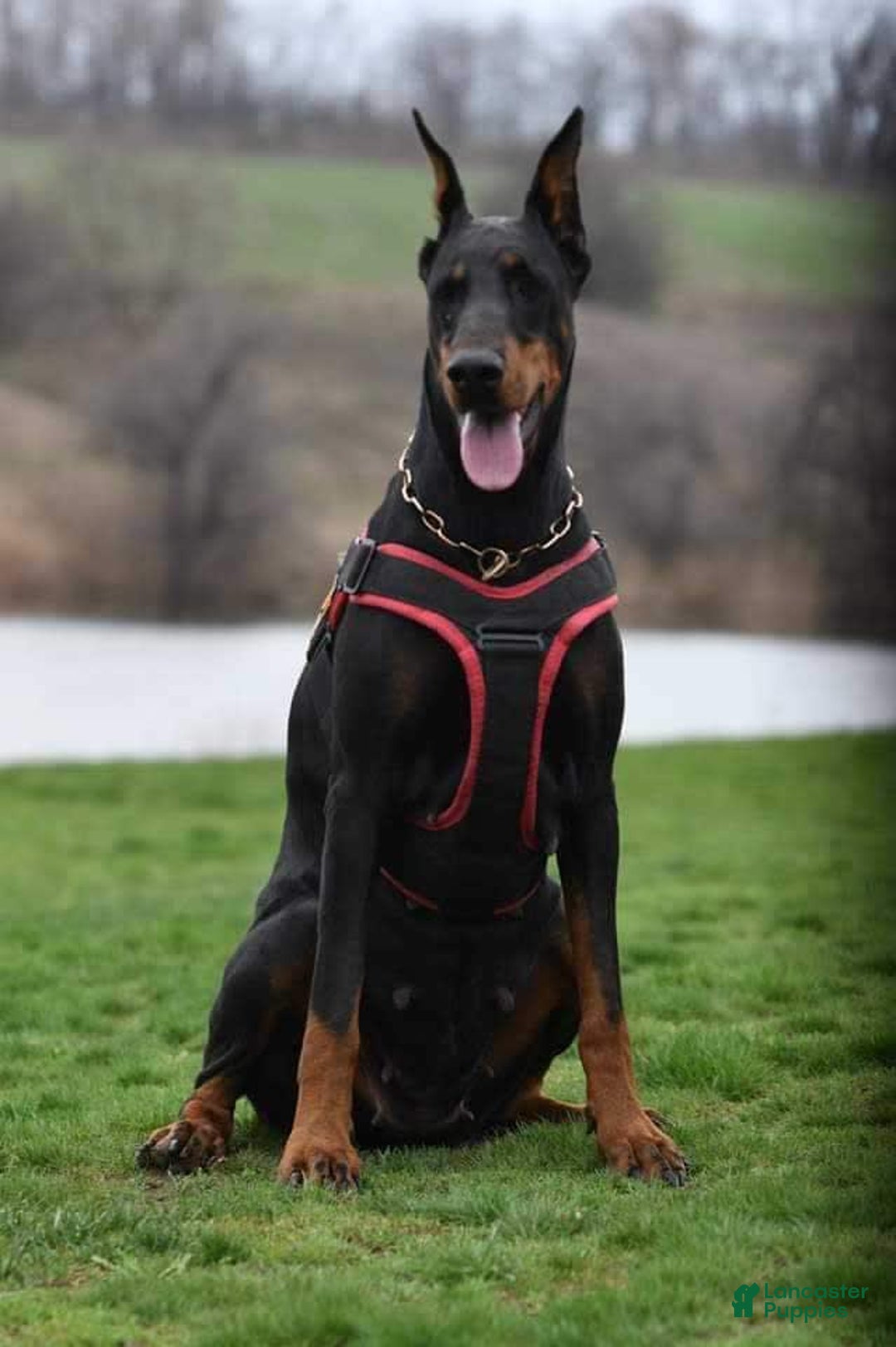 Doberman Pinscher dogs for sale: Cuco - Image 4