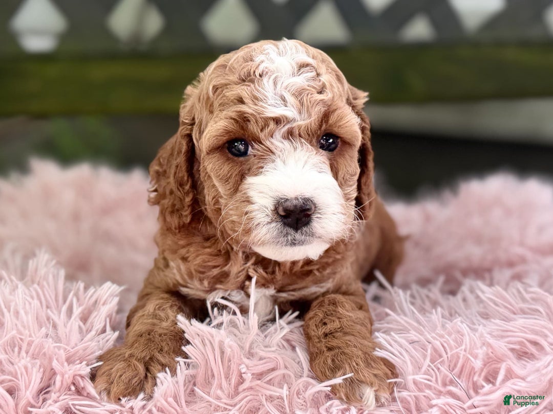 Cavapoo dogs for sale: Braxton - Image 5