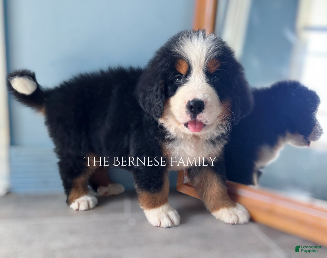 Bernese Mountain Dog dogs for sale: Male - Image 2